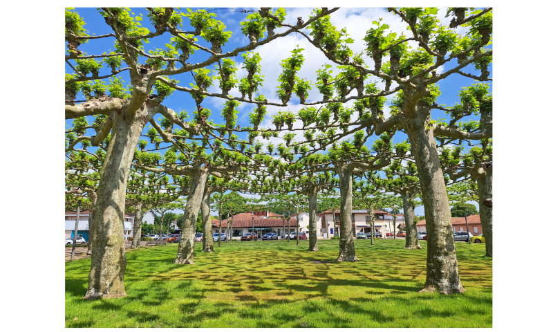 Design sans titre (70).png